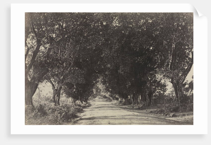 Avenue of the Banian Trees, Seringham, India, 1858 by Captain Linnaeus Tripe; Madras Presidency