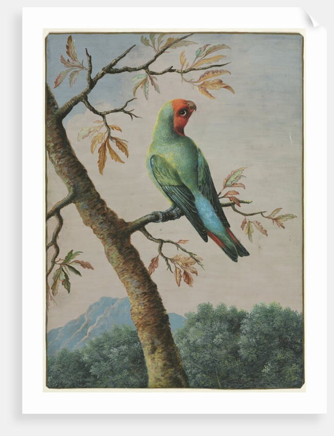 Bird Study by George Edwards