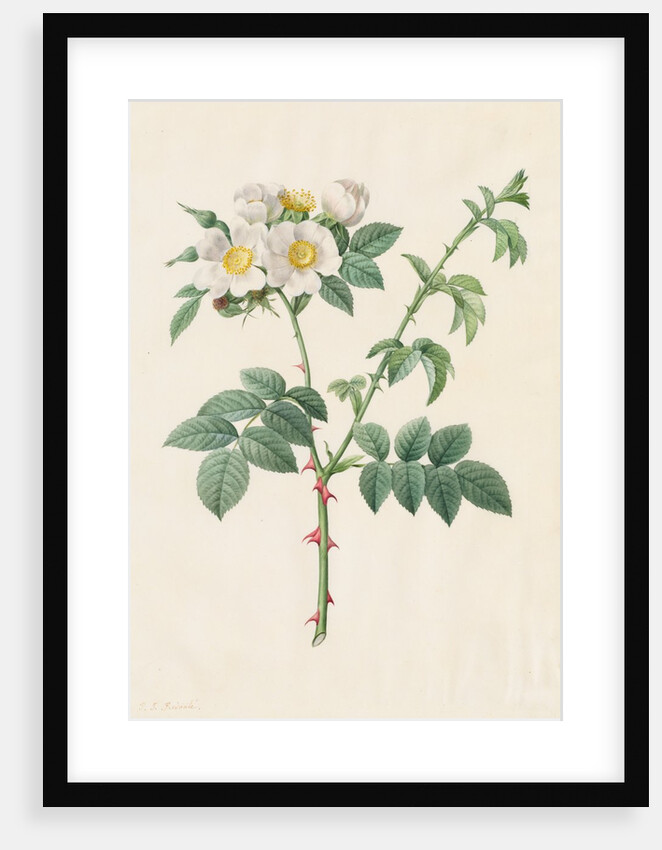 Brier Bush Rose or Dog Rose, 1817-1824 by Henry Joseph Redouté