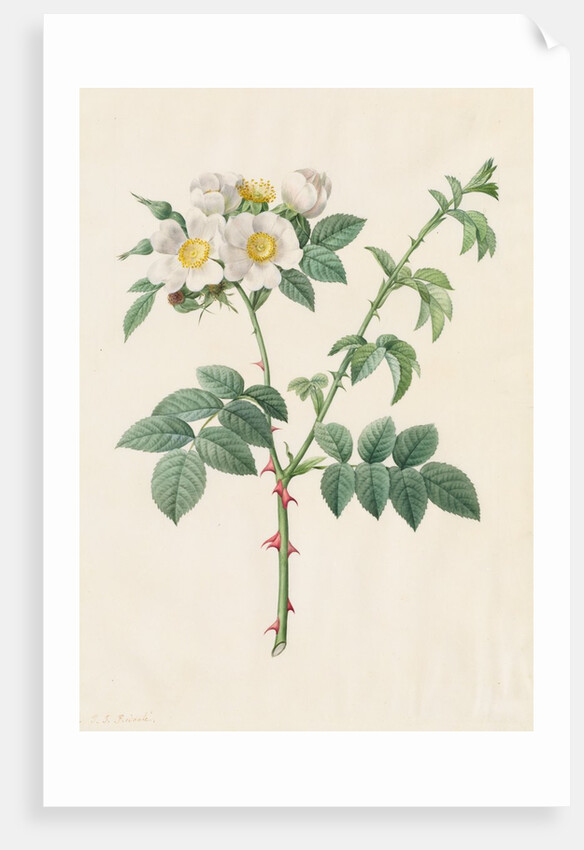 Brier Bush Rose or Dog Rose, 1817-1824 by Henry Joseph Redouté
