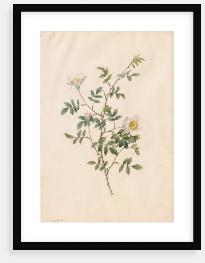 Brier Bush Rose or Dog Rose, 1817-1824 by Henry Joseph Redouté