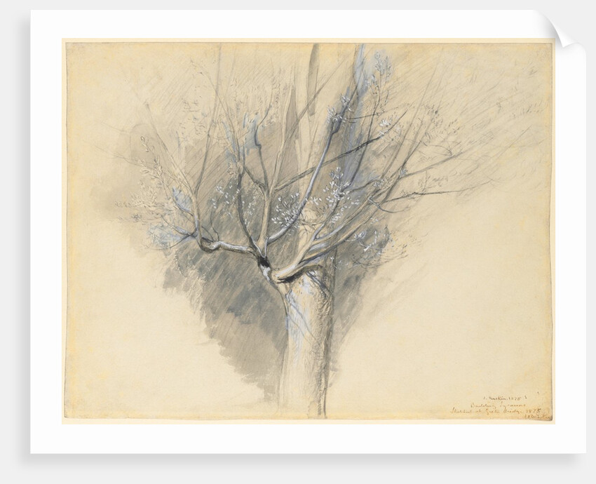 Budding Sycamore, c. 1876 by John Ruskin