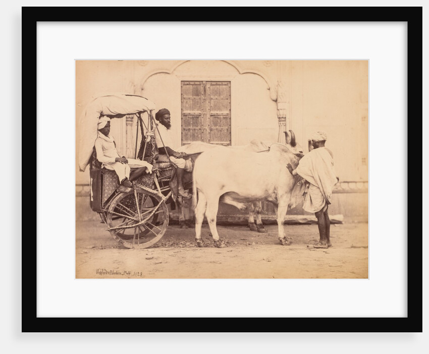 Bullock Cart, Delhi, 1863 by Shepherd & Robertson