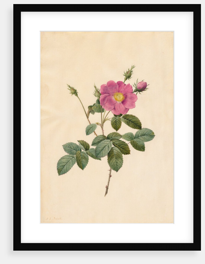 Cabbage Rose, 1817-1824 by Henry Joseph Redouté