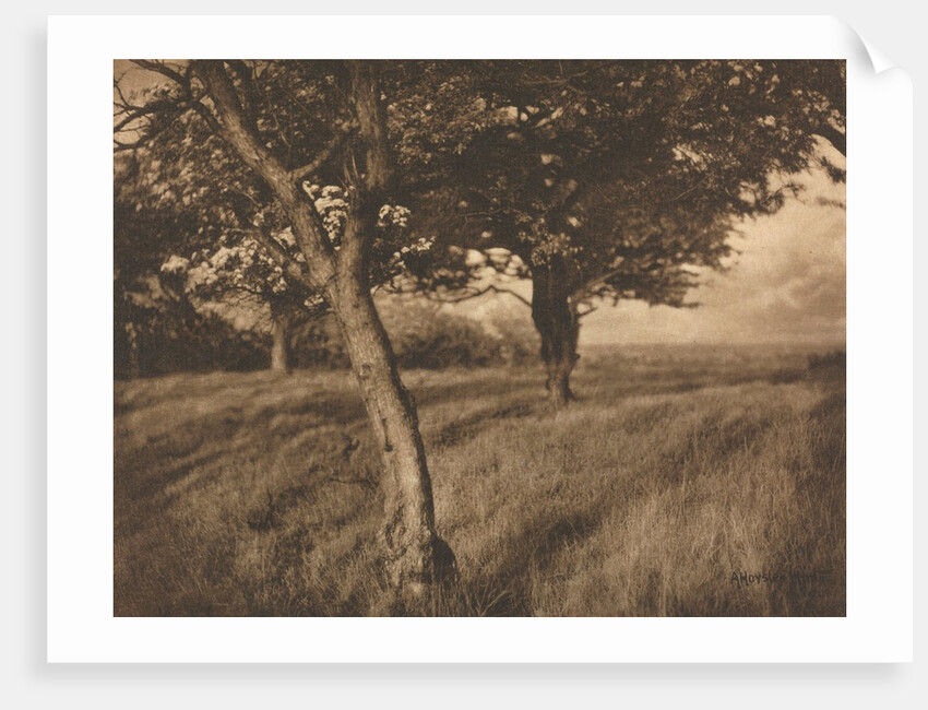Camera Work: Beyond, 1905 by A. Horsley Hinton
