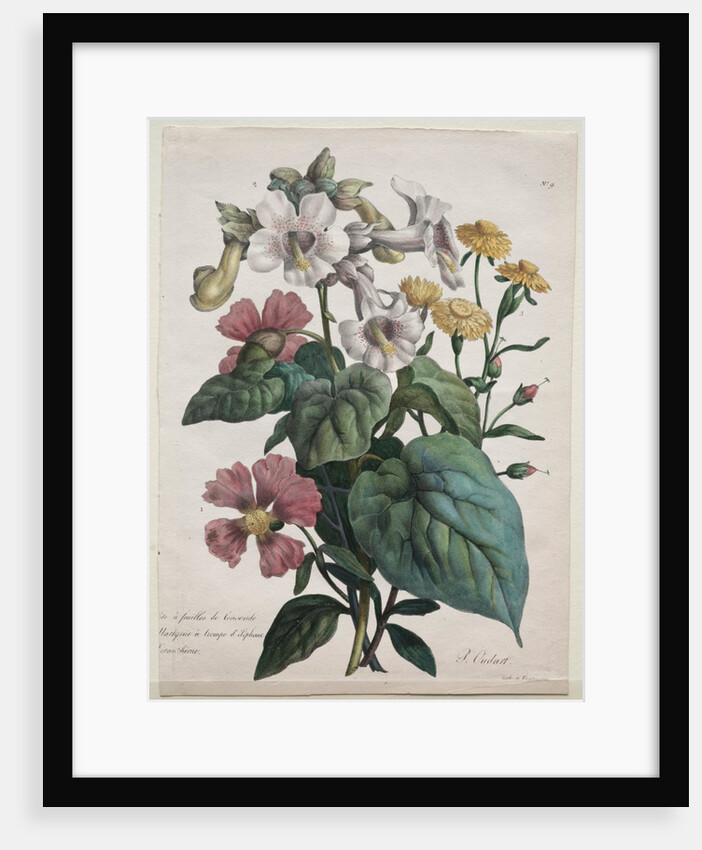 Cours dHistoire Naturelle, contenant les principales espèces du règne animal…, 1825 by Godefroy Engelmann
