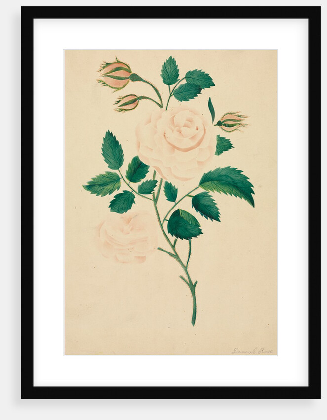 Damask Rose by Mary Altha Nims