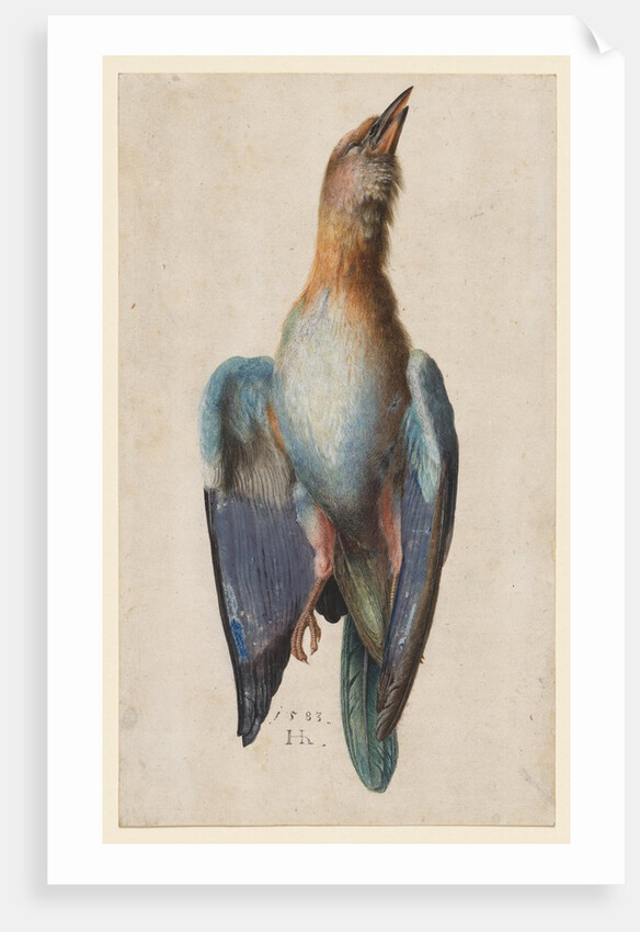 Dead Blue Roller, 1583 by Hans Hoffmann