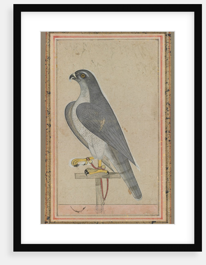 Falcon, c. 1770 by Unknown