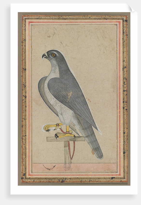 Falcon, c. 1770 by Unknown