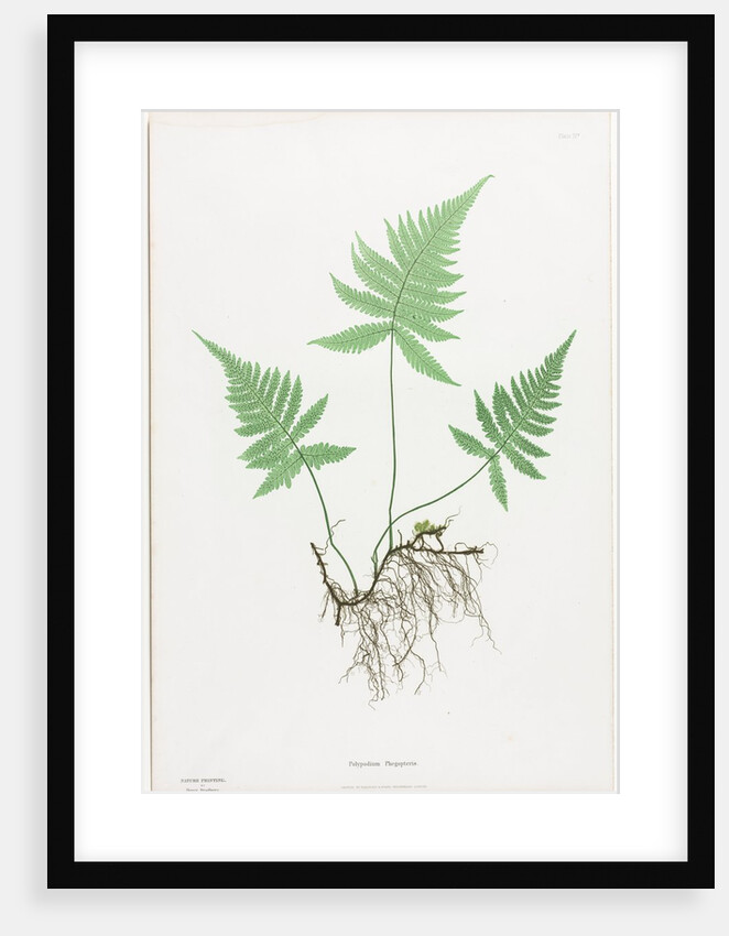 Ferns of Great Britain and Ireland: Polypodium Phegopteris, 1855-1856 by Henry Bradbury; Bradbury and Evans