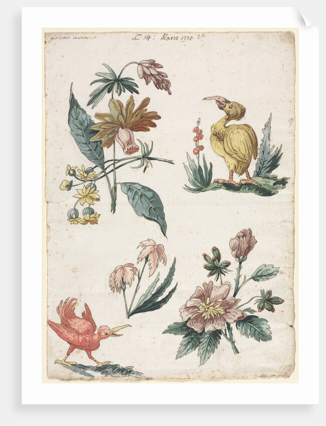 Floral Designs with Two Birds, 1774 by Giacomo Cavenezia