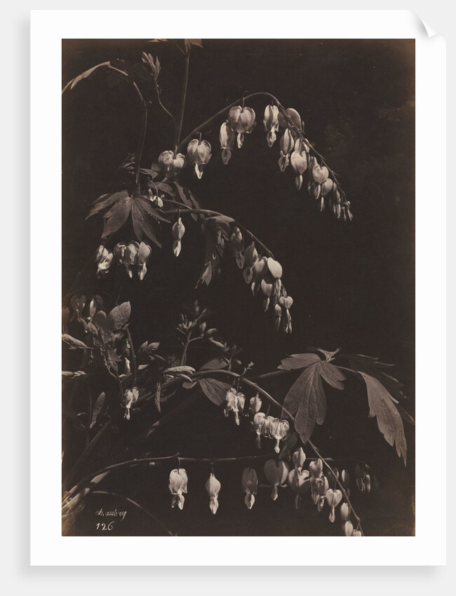Floral Still Life, c. 1865 by Charles Aubry