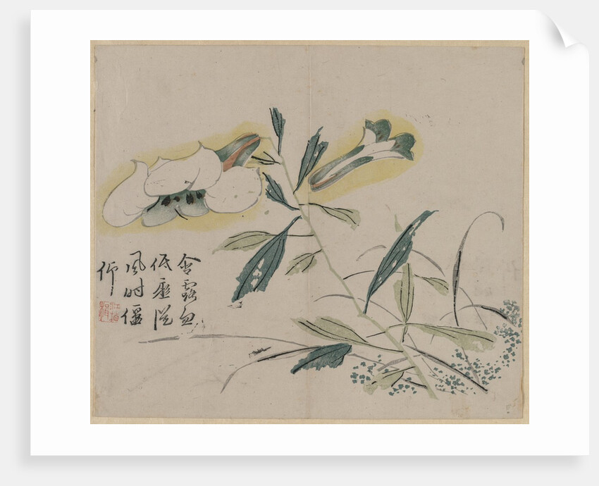 Flowering Lily, 18th Century by Unknown