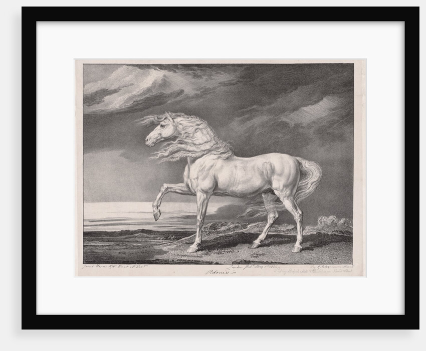 Fourteen Celebrated Horses: Adonis, 1824 by James Ward