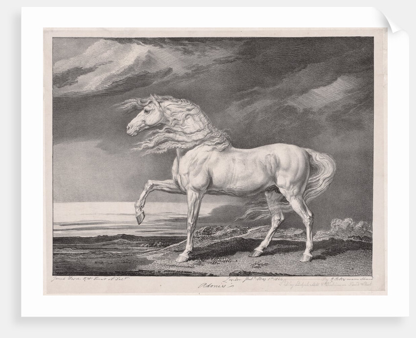 Fourteen Celebrated Horses: Adonis, 1824 by James Ward