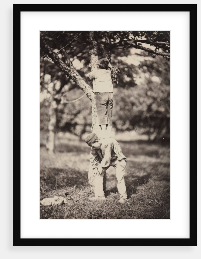 French Country Study: Two Boys Climbing a Tree, late 1870's by Auguste Giraudon's Artist