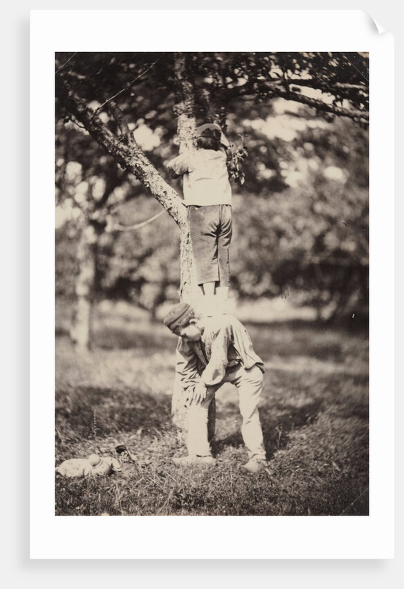 French Country Study: Two Boys Climbing a Tree, late 1870's by Auguste Giraudon's Artist