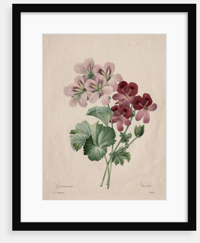 Geranium, 1827 by Henry Joseph Redouté