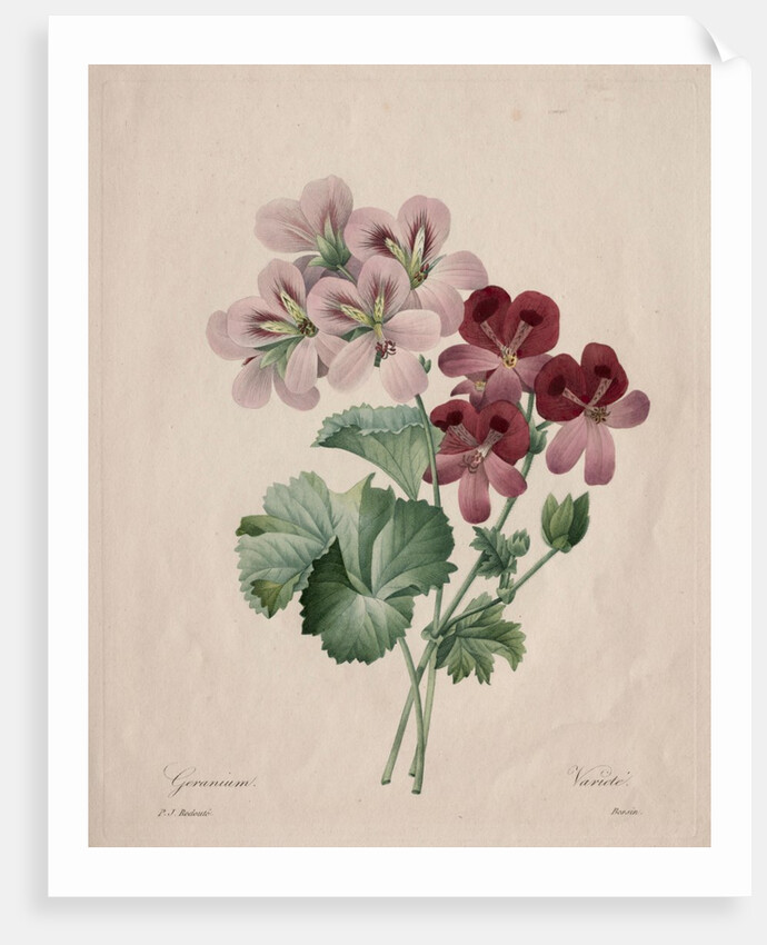 Geranium, 1827 by Henry Joseph Redouté