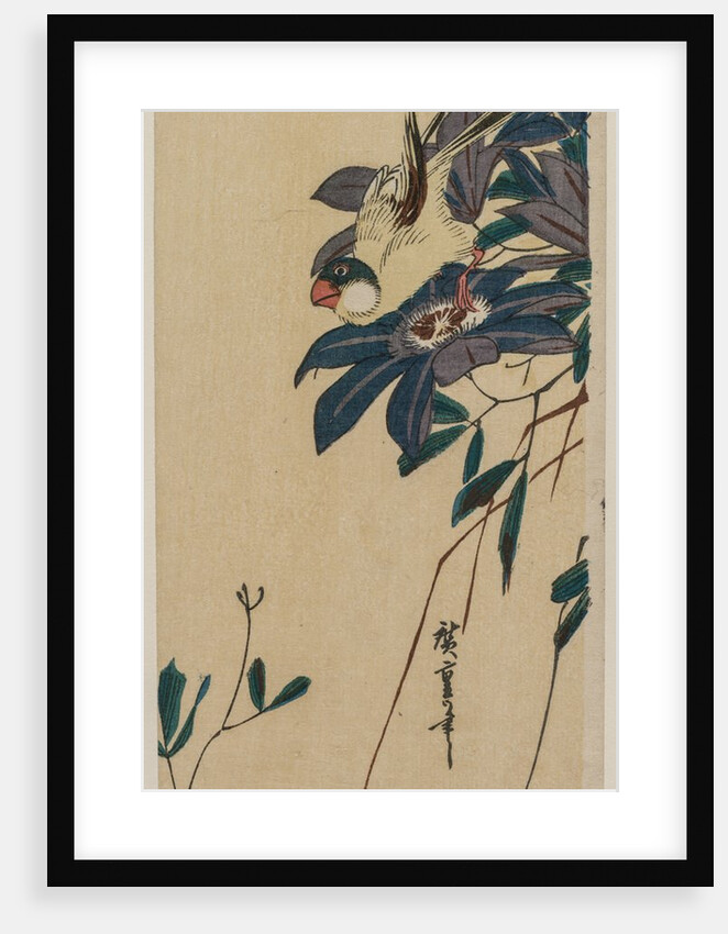 Grosbeak and Clematis, mid-1830s by Ando Hiroshige