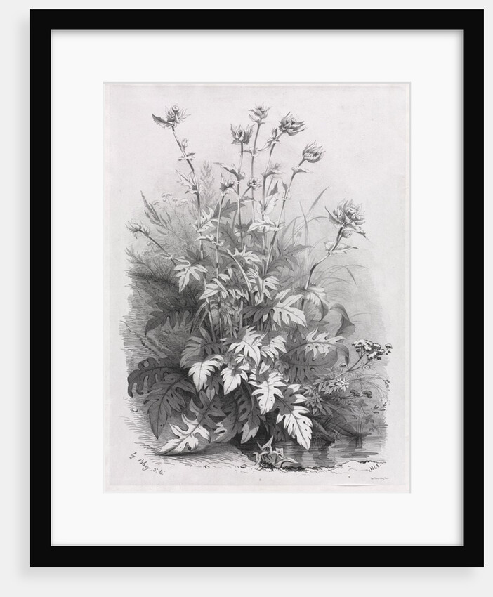 Groups of Various Plants Drawn After Nature: No. 7, 1848 by Eugene Bléry; Thierry frères