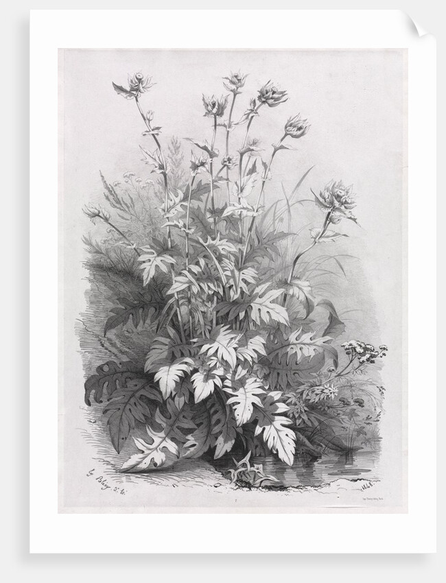Groups of Various Plants Drawn After Nature: No. 7, 1848 by Eugene Bléry; Thierry frères