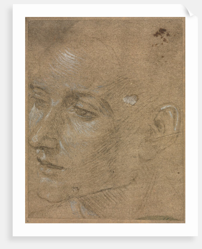 Head of a Young Man, second half 1400s by Filippino Lippi