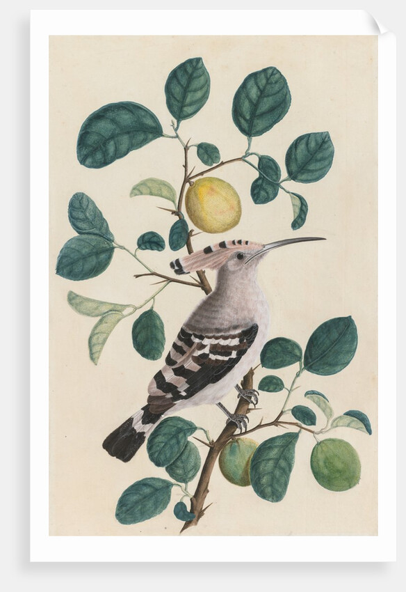 Hoopoe on a Citrus Tree Branch, c. 1800 by Unknown