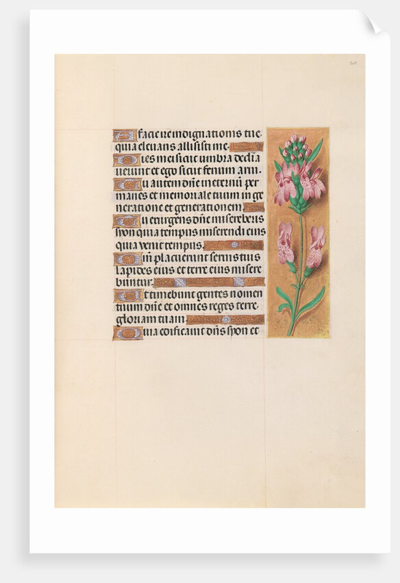 Hours of Queen Isabella the Catholic, Queen of Spain: Fol. 207r, c. 1500 by Master of the First Prayerbook of Maximillian