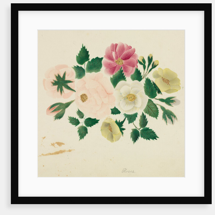 June Roses by Mary Altha Nims