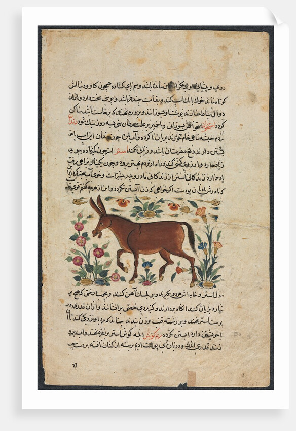 Khar, from a Nuzhat-nama-yi alai…, 1400s by Unknown
