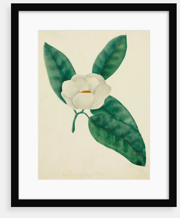 Magnolia by Mary Altha Nims