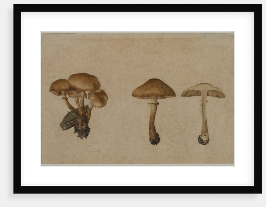 Mushrooms, 1751 by Georg Wilhelm Baurenfeind