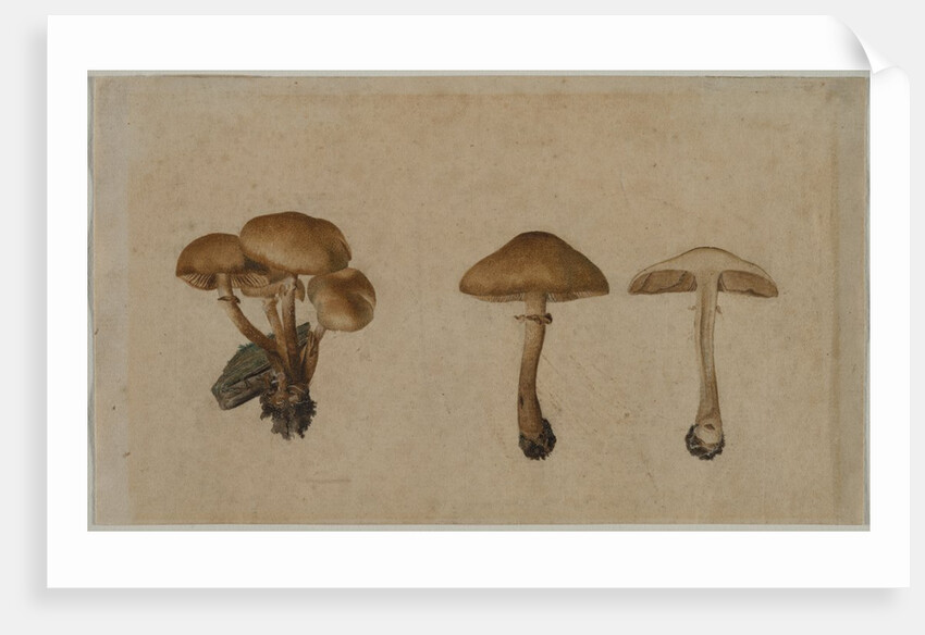 Mushrooms, 1751 by Georg Wilhelm Baurenfeind