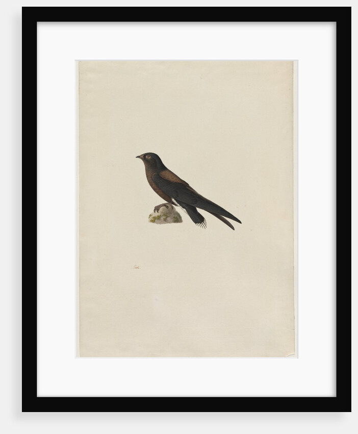 Needle-Tailed Swift, 1800s by Paul Hüet