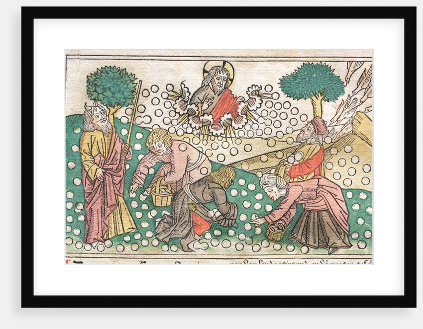 Nüremberg Bible: Manna Falling from Heaven, 1400s by Unknown