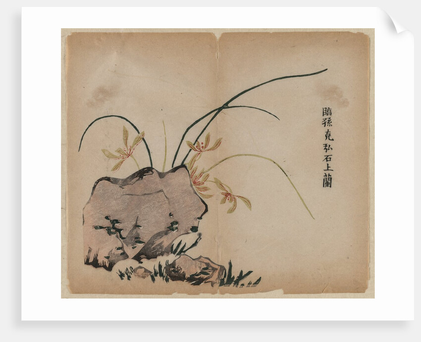 Orchid on Rocks, 18th Century by Unknown