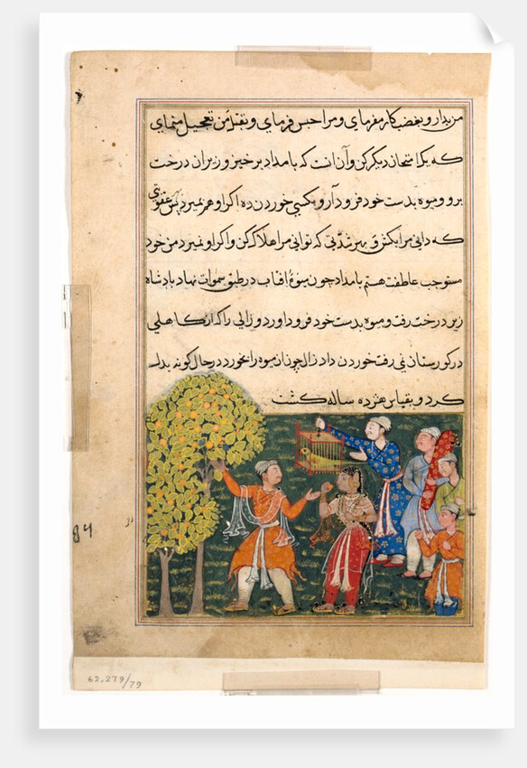 Page from Tales of a Parrot: Ninth night: The king plucks fruit from the Tree…, c. 156 by Unknown