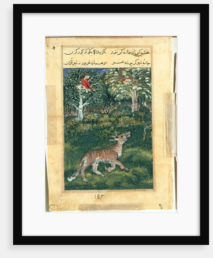 Page from Tales of a Parrot: Thirty-first night: The donkey, in a tiger?s skin…, 1558- by Basavana (attributed to)