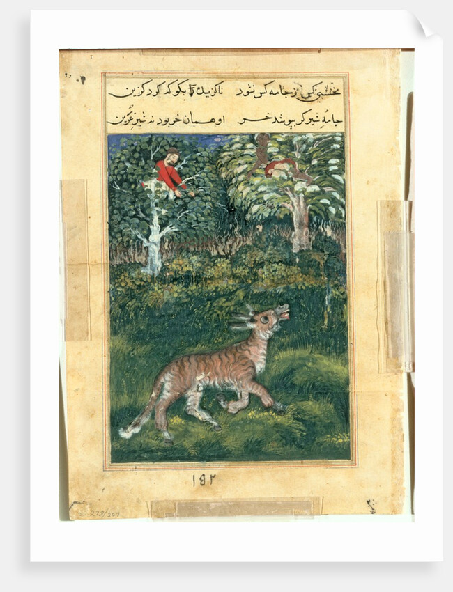 Page from Tales of a Parrot: Thirty-first night: The donkey, in a tiger?s skin…, 1558- by Basavana (attributed to)