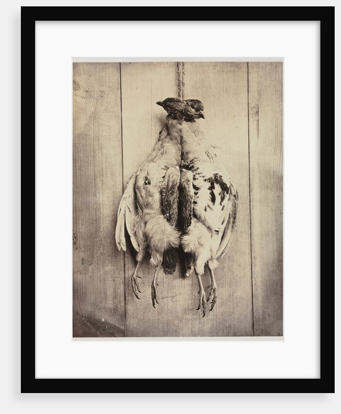 Partridges, c. 1861 by Captain N. Baily