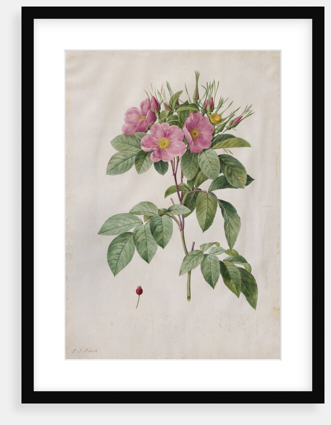 Pasture Rose, 1817-1824 by Henry Joseph Redouté