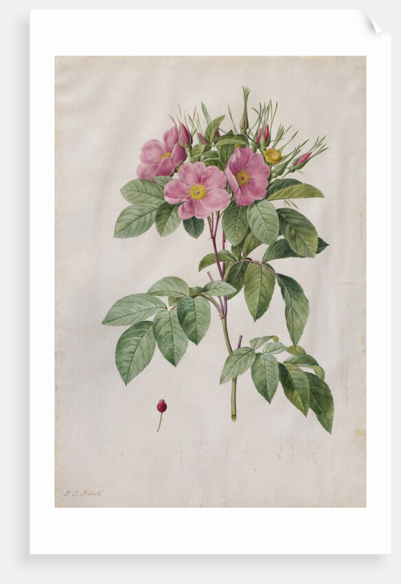 Pasture Rose, 1817-1824 by Henry Joseph Redouté