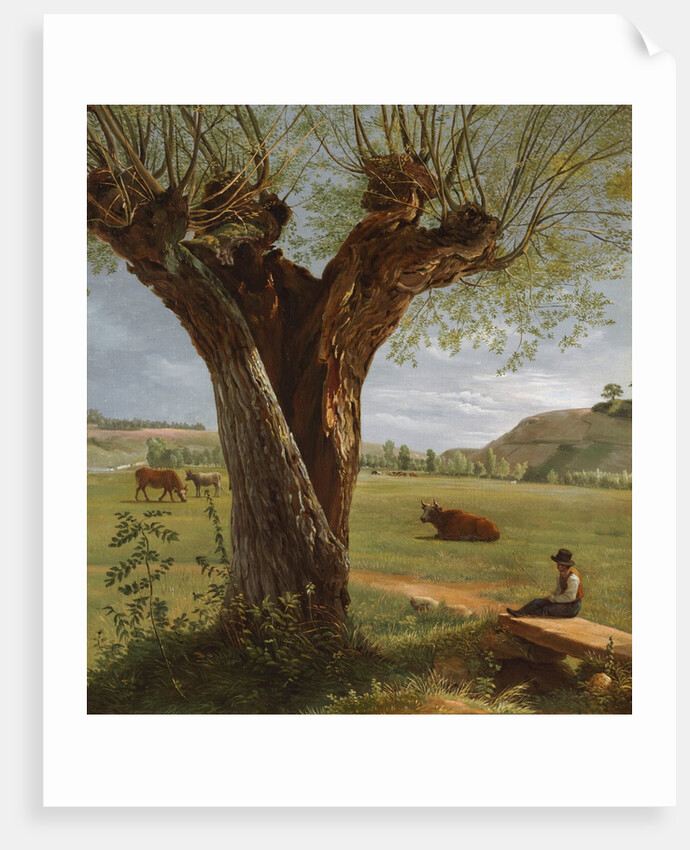 Pollard Willow, after 1804 by Pierre Jean Boquet