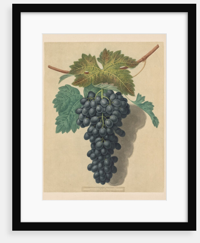 Pomona Britannica: No. 52 - Black Prince Grape, 1809 by George Brookshaw