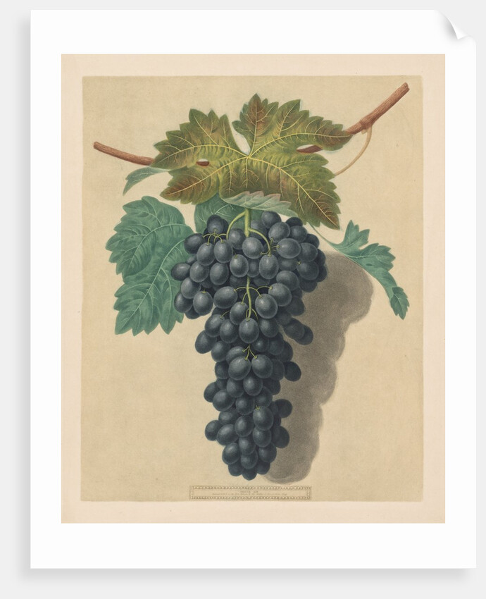 Pomona Britannica: No. 52 - Black Prince Grape, 1809 by George Brookshaw