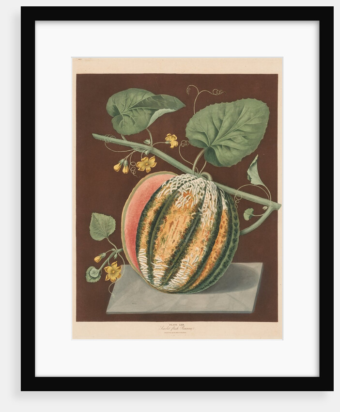Pomona Britannica: No. 64 - Scarlet Flesh Romana Melon, 1812 by George Brookshaw