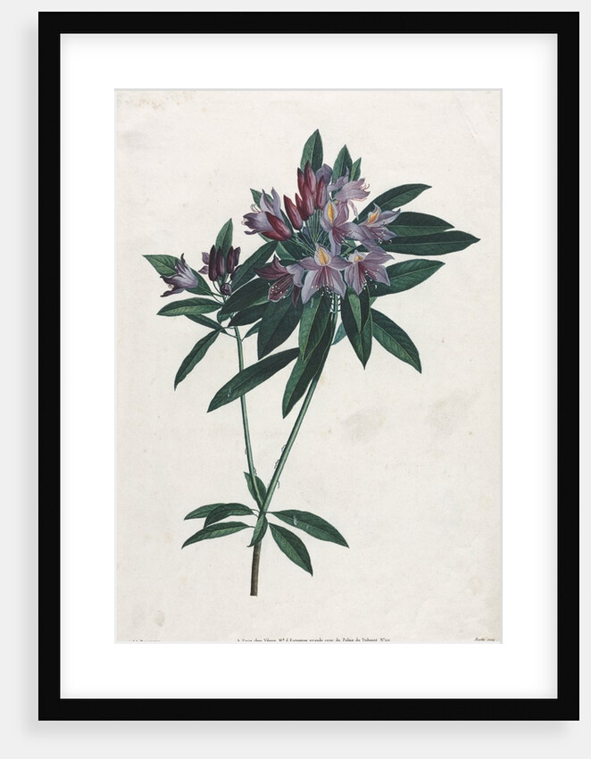 Pontic Rhododendron, 1805 by Jean Louis Prévost