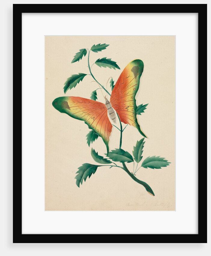 Rose Bush and Butterfly by Mary Altha Nims